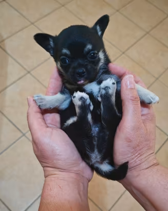 Chihuahua con Pedigree ENCI TOY