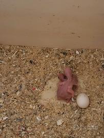 Parrocchetti dal collare