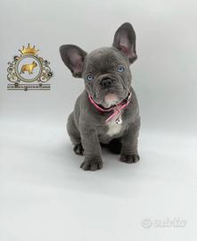 Luxurious French Lélite del bulldog francese Blue