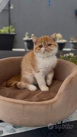 Gatti cuccioli Persiani e Exotic tutta Italia
