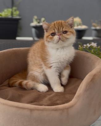 Gatti cuccioli Persiani e Exotic tutta Italia
