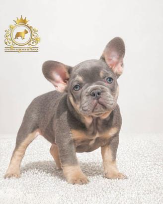 Sublime femminuccia bulldog francese Lilac