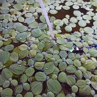 Pistia stratiotes acquario 
