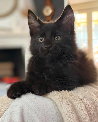 Cucciolo Maine Coon
