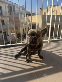 Bulldog Francese disponibile per monta