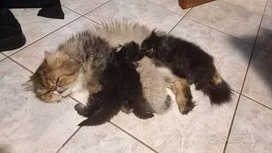 Gattini persiani a pelo lungo
