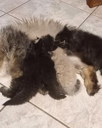 Gattini persiani a pelo lungo