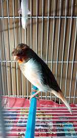 Marchio arlecchino portoghese