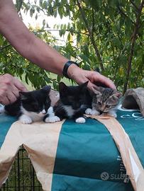 Gatti vari