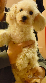 Barboncino champagne