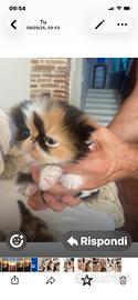 Gattini persiani