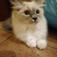 Gattina ragdoll