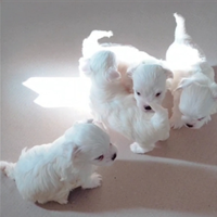 Maltese M/F linea coreana picc taglia pedigree