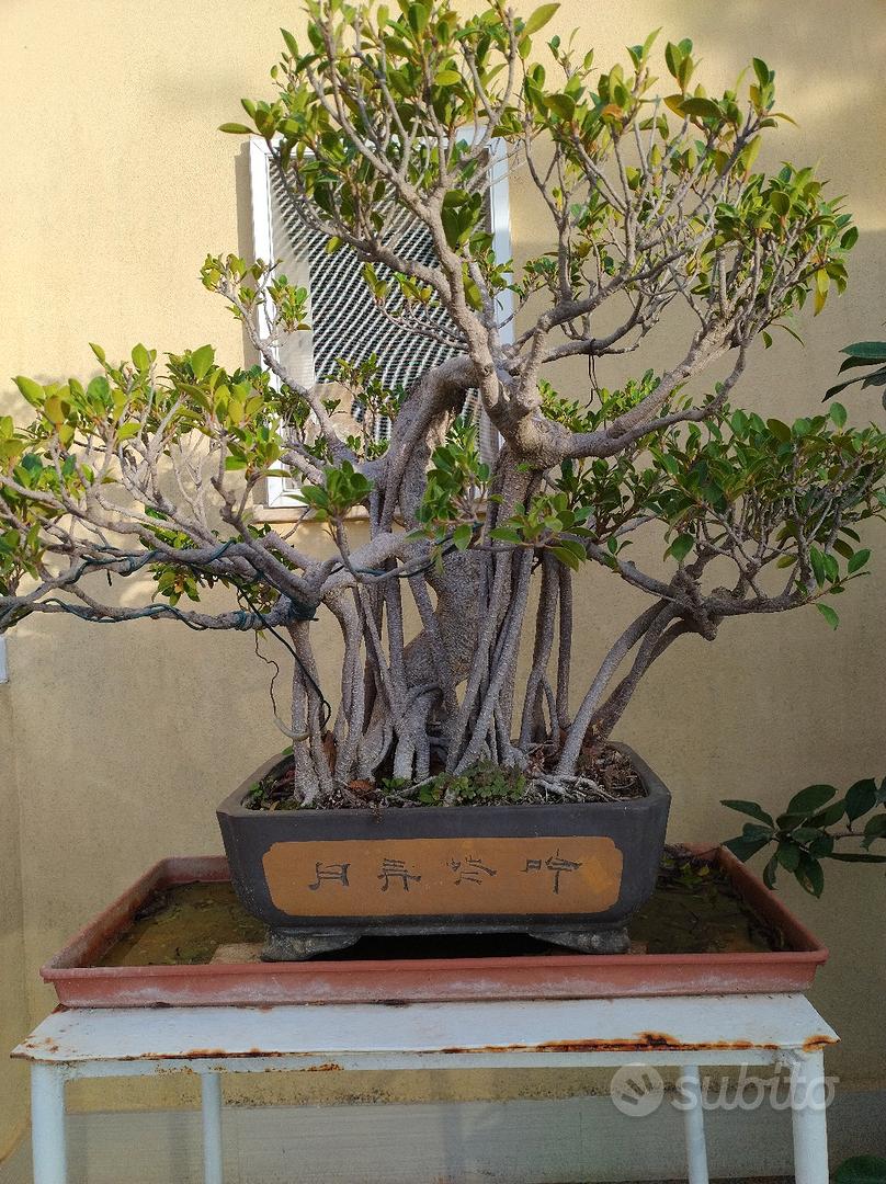 Attrezzi bonsai semiprofessionali 15 pezzi - Giardino e Fai da te In  vendita a Taranto