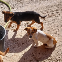 Cuccioli Jack russell