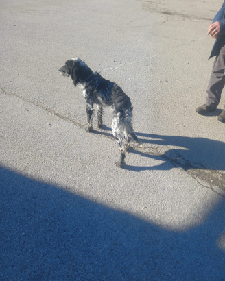 Setter Inglese