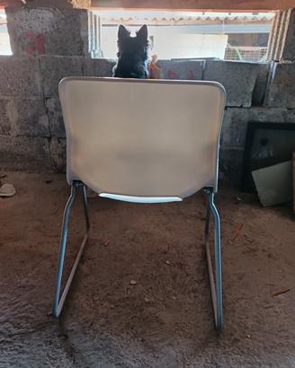 sedia in plastica rigida 