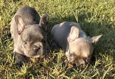 Cuccioli bulldog francese