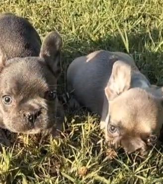 Cuccioli bulldog francese