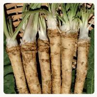 cercassi radici di cren/rafano per piantare