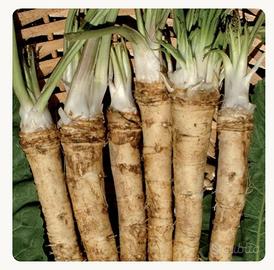 cercassi radici di cren/rafano per piantare