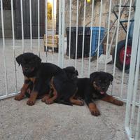 Cuccioli rottweiler