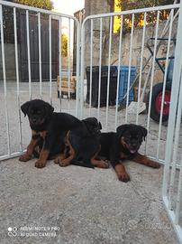 Cuccioli rottweiler