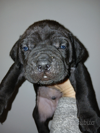 Cuccioli di Cane Corso
