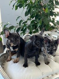 Bulldog francesi