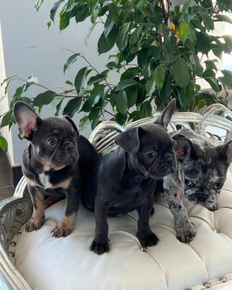 Bulldog francesi