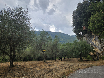 Terreno Agricolo Ulivi e Nocciole