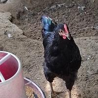 Gallo australorp