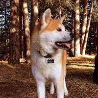 Monta Akita inu