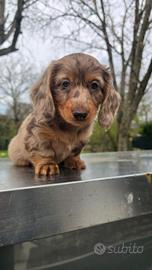 Bassotto pelo lungo maschietto arlecchino