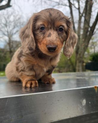 Bassotto pelo lungo maschietto arlecchino