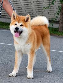 Cucciolo Akita Inu