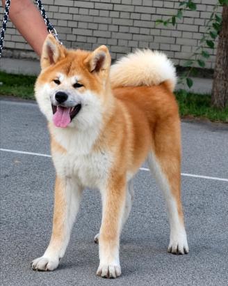 Cucciolo Akita Inu