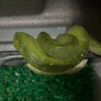 Serpente Morelia viridis