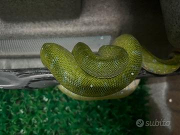 Serpente Morelia viridis