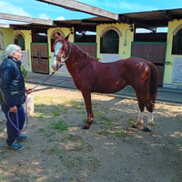 Cavalla doppio pony