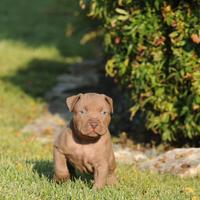 Cuccioli Pitbull