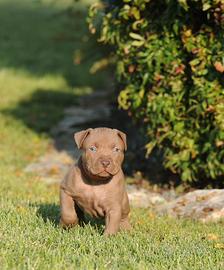 Cuccioli Pitbull