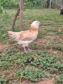 Galline Ameraucana