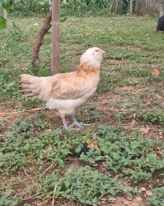 Galline Ameraucana