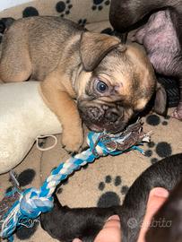 Cuccioli bulldogfrancese