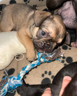 Cuccioli bulldogfrancese