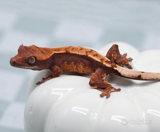 Geco ciliatus