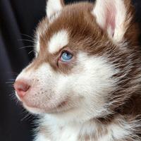 Siberian husky con pedigree
