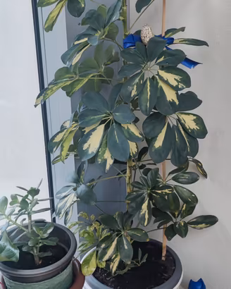 piante verdi 