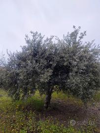 Piante di Ulivo da estirpare 